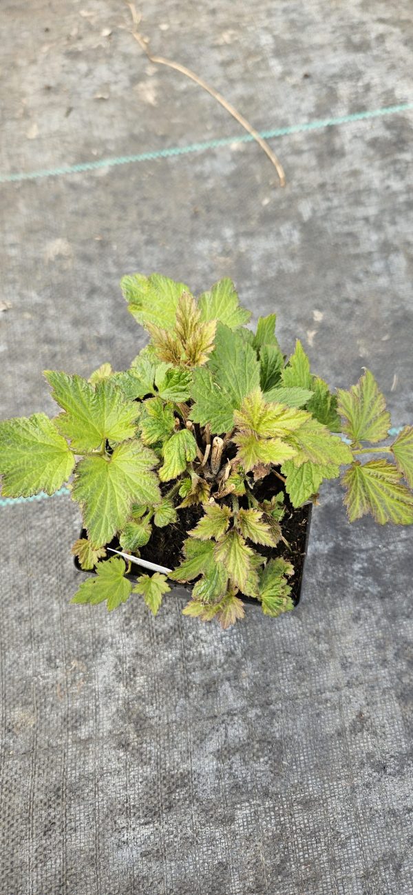 Anemone hupenhensis 'Splendens'2 Anemone hupenhensis 'Splendens'