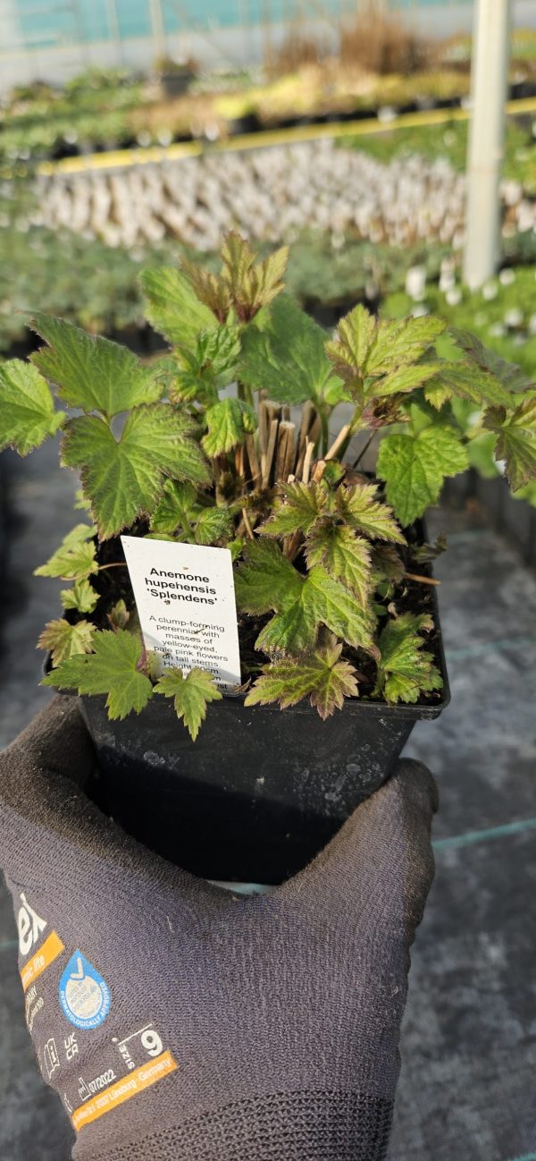 Anemone hupenhensis 'Splendens'3 Anemone hupenhensis 'Splendens'