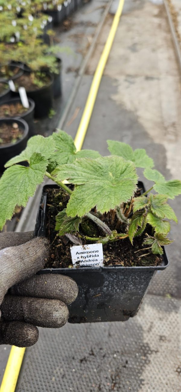 Anemone x hybrida 'Andrea Atkinson' Anemone x hybrida 'Andrea Atkinson'
