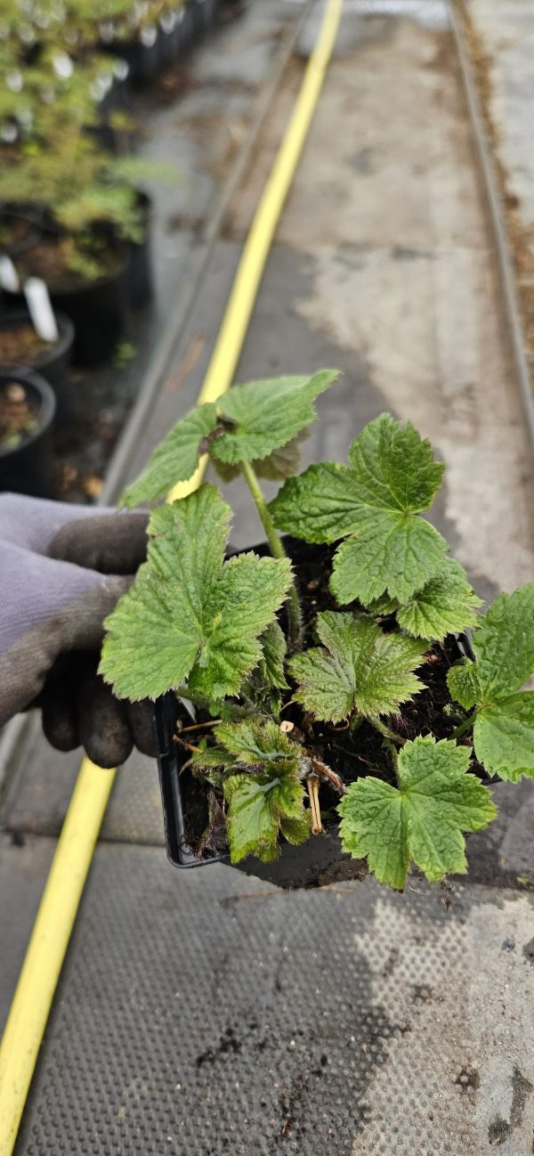 Anemone x hybrida 'Andrea Atkinson' 2 Anemone x hybrida 'Andrea Atkinson'