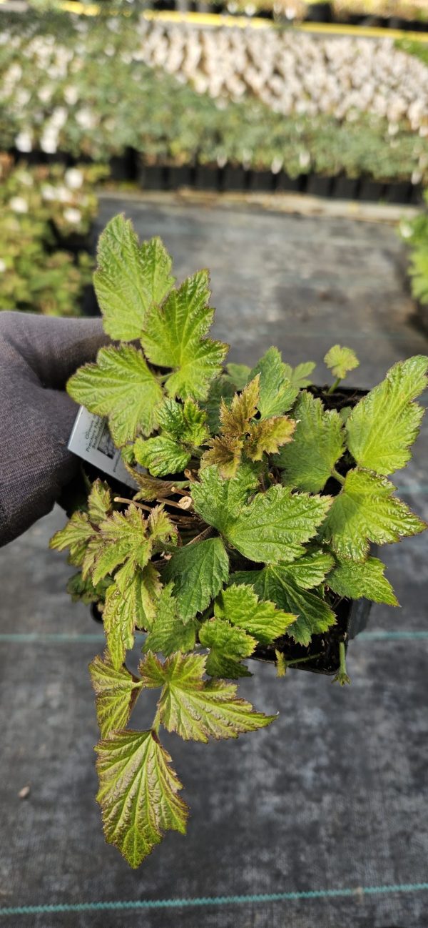 Anemone x hybrida 'Konigin Charlotte' Anemone x hybrida 'Konigin Charlotte'