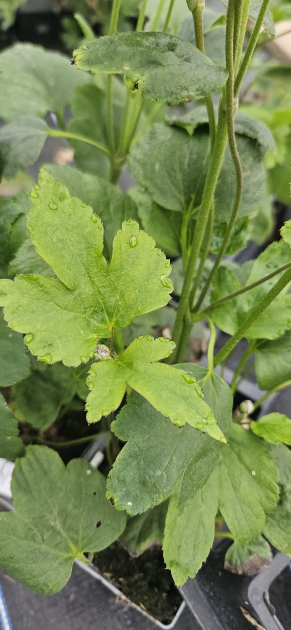 Anemone x hybrida 'Montrose' Anemone x hybrida 'Montrose'