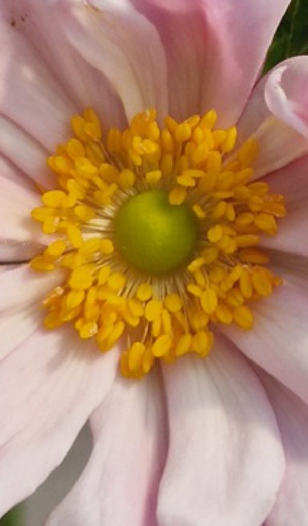 Anemone x hybrida 'Montrose'2 Anemone x hybrida 'Montrose'