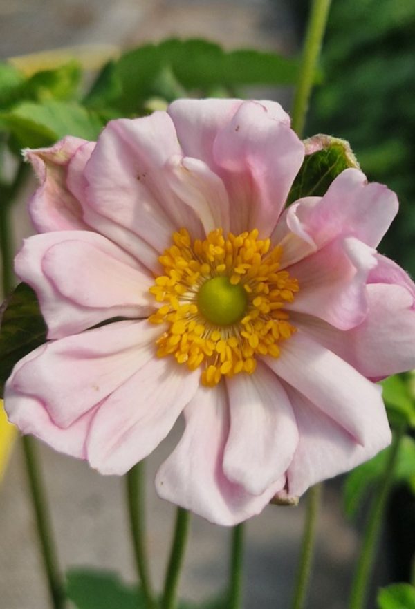 Anemone x hybrida 'Montrose'3 Anemone x hybrida 'Montrose'