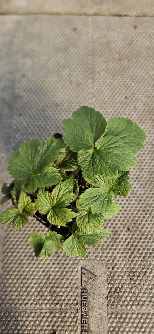 Anemone x hybrida 'Whirlwind' Anemone x hybrida 'Whirlwind'