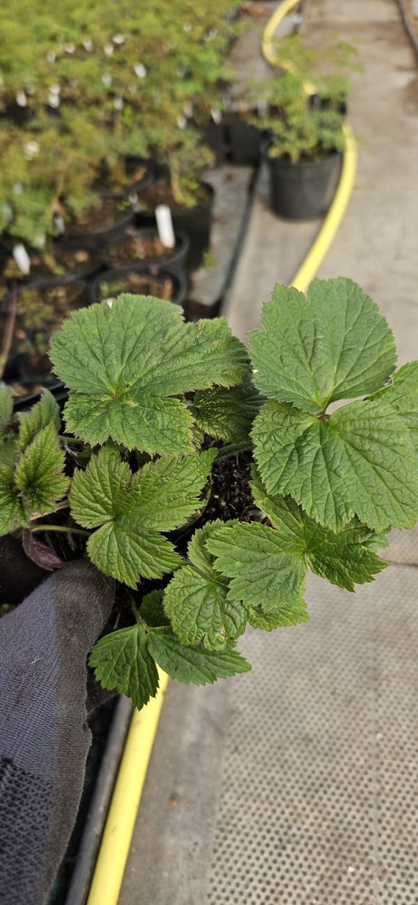 Anemone x hybrida 'Whirlwind'2 Anemone x hybrida 'Whirlwind'