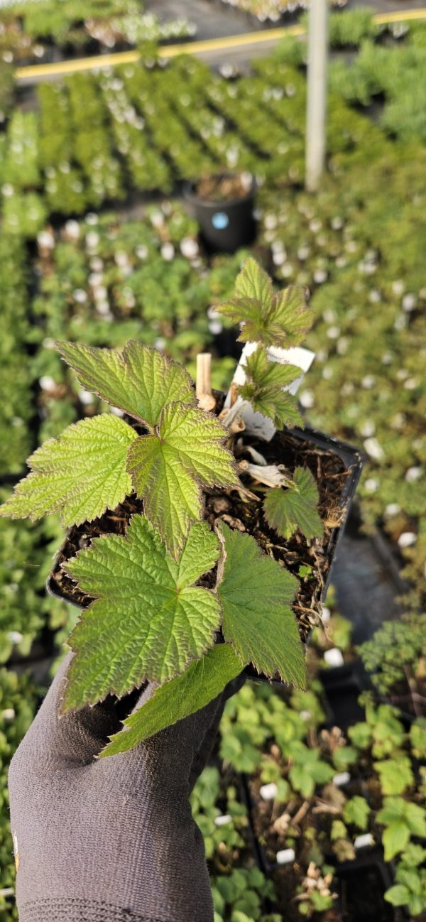 Anemone x hybrida 'Whirlwind'3 Anemone x hybrida 'Whirlwind'