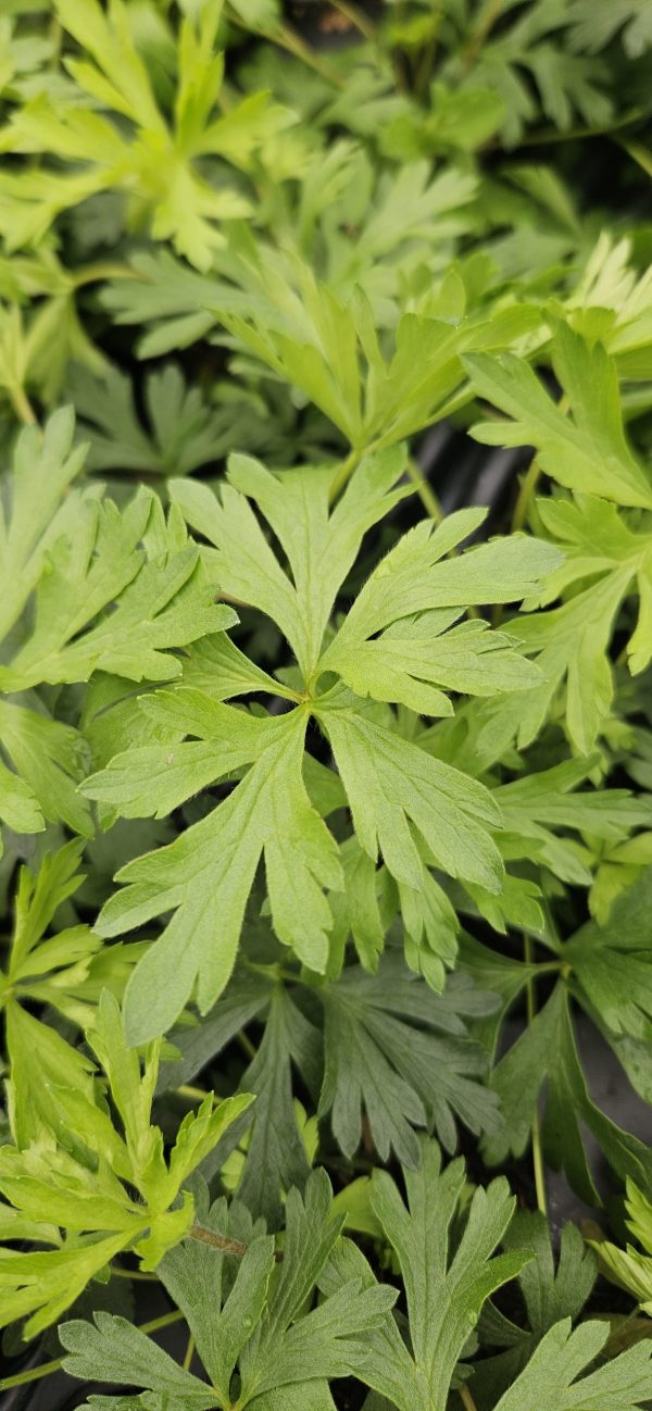 Anemone x lesseri 'Spring Beauty Pink' Anemone x lesseri 'Spring Beauty Pink'