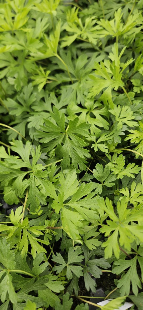 Anemone x lesseri 'Spring Beauty Pink' 2 Anemone x lesseri 'Spring Beauty Pink'