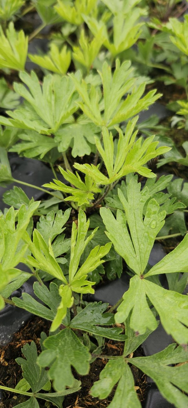 Anemone x lesseri 'Spring Beauty White'