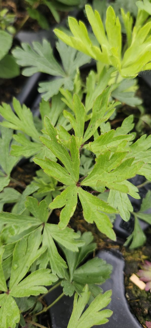 Anemone x lesseri 'Spring Beauty White'