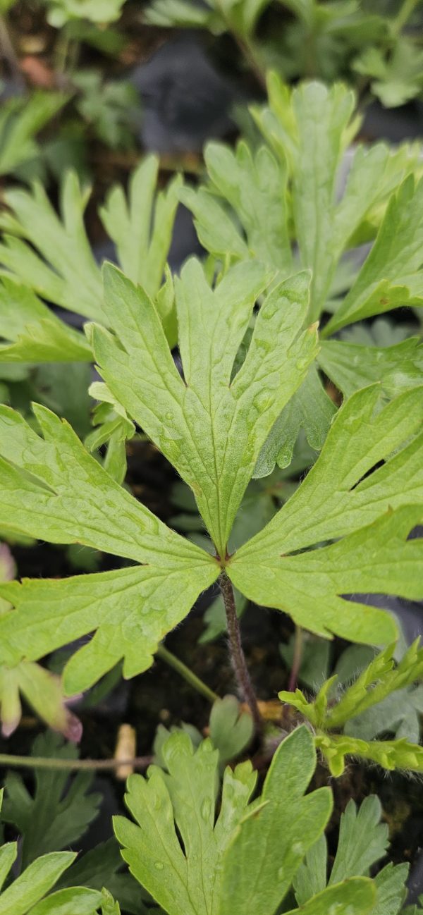 Anemone x lesseri 'Spring Beauty White'