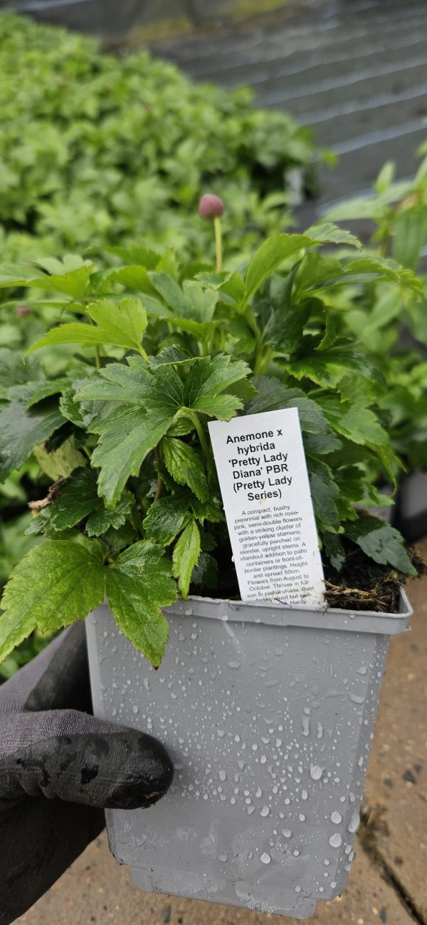 Anemone × hybrida 'Pretty Lady Diana' PBR Anemone × hybrida 'Pretty Lady Diana' PBR (Pretty Lady Series)