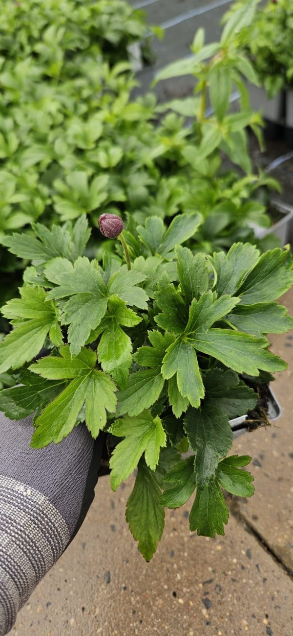 Anemone × hybrida 'Pretty Lady Diana' PBR 2 Anemone × hybrida 'Pretty Lady Diana' PBR (Pretty Lady Series)