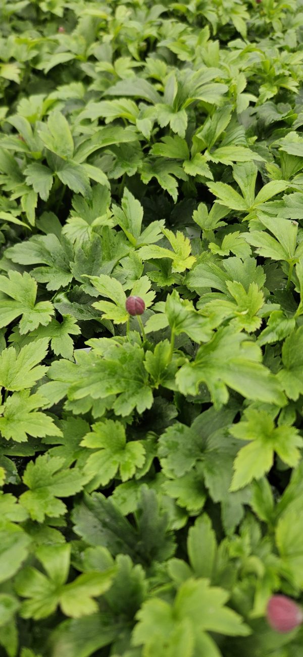 Anemone × hybrida 'Pretty Lady Diana' PBR 3 Anemone × hybrida 'Pretty Lady Diana' PBR (Pretty Lady Series)