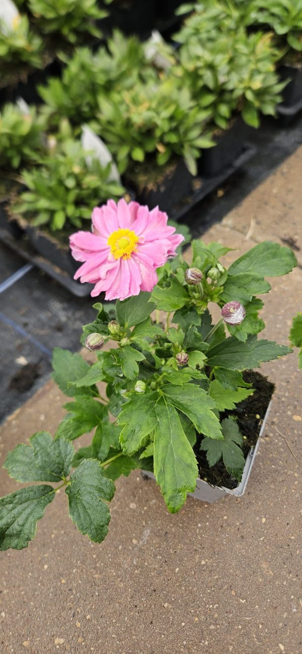 Anemone × hybrida 'Pretty Lady Emily' Anemone × hybrida 'Pretty Lady Emily'