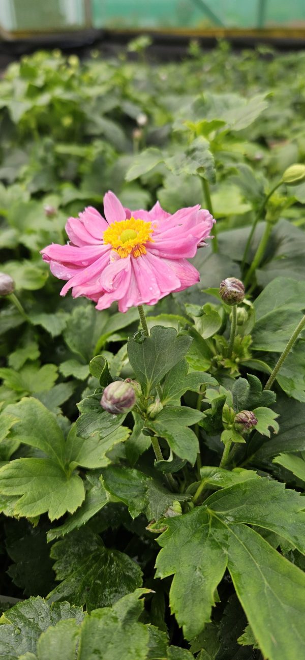 Anemone × hybrida 'Pretty Lady Emily'2 Anemone × hybrida 'Pretty Lady Emily'