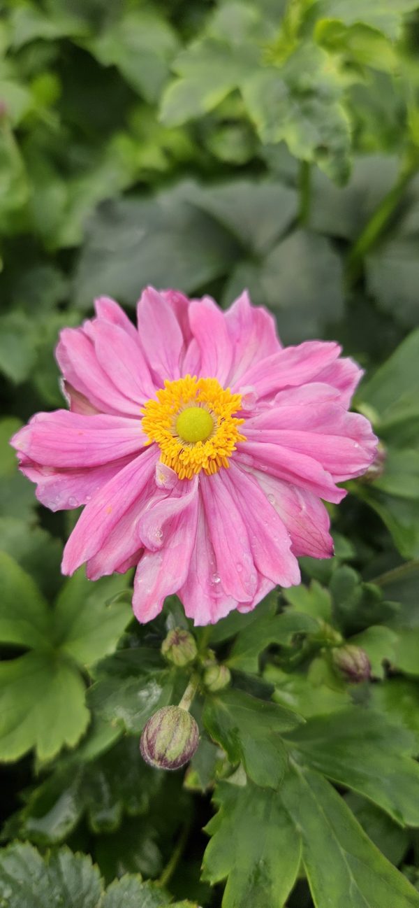 Anemone × hybrida 'Pretty Lady Emily'3 Anemone × hybrida 'Pretty Lady Emily'