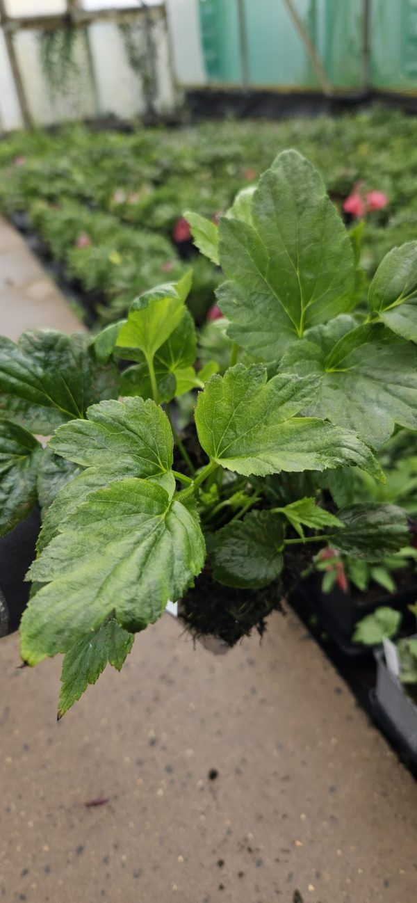 Anemone × hybrida 'Pretty Lady Julia' Anemone × hybrida 'Pretty Lady Julia'