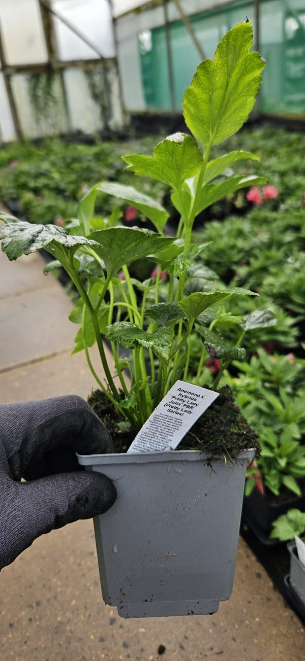 Anemone × hybrida 'Pretty Lady Julia'2 Anemone × hybrida 'Pretty Lady Julia'