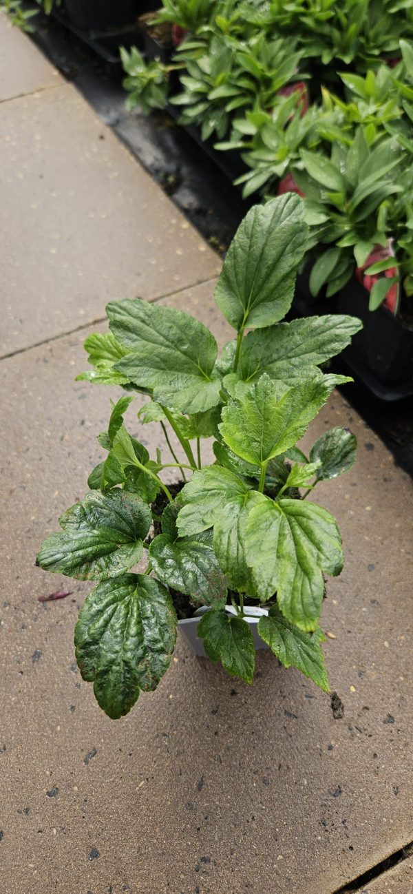 Anemone × hybrida 'Pretty Lady Julia'3 Anemone × hybrida 'Pretty Lady Julia'