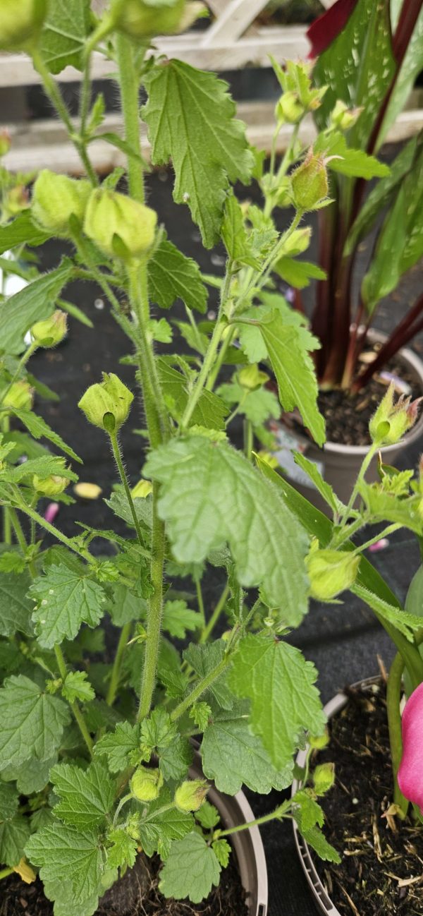 Anisodontea 'Lady in Pink' Anisodontea 'Lady in Pink'