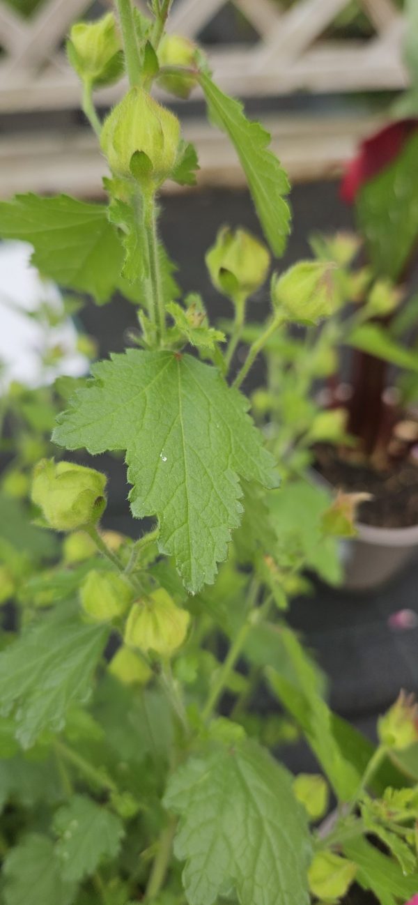 Anisodontea 'Lady in Pink'3 Anisodontea 'Lady in Pink'