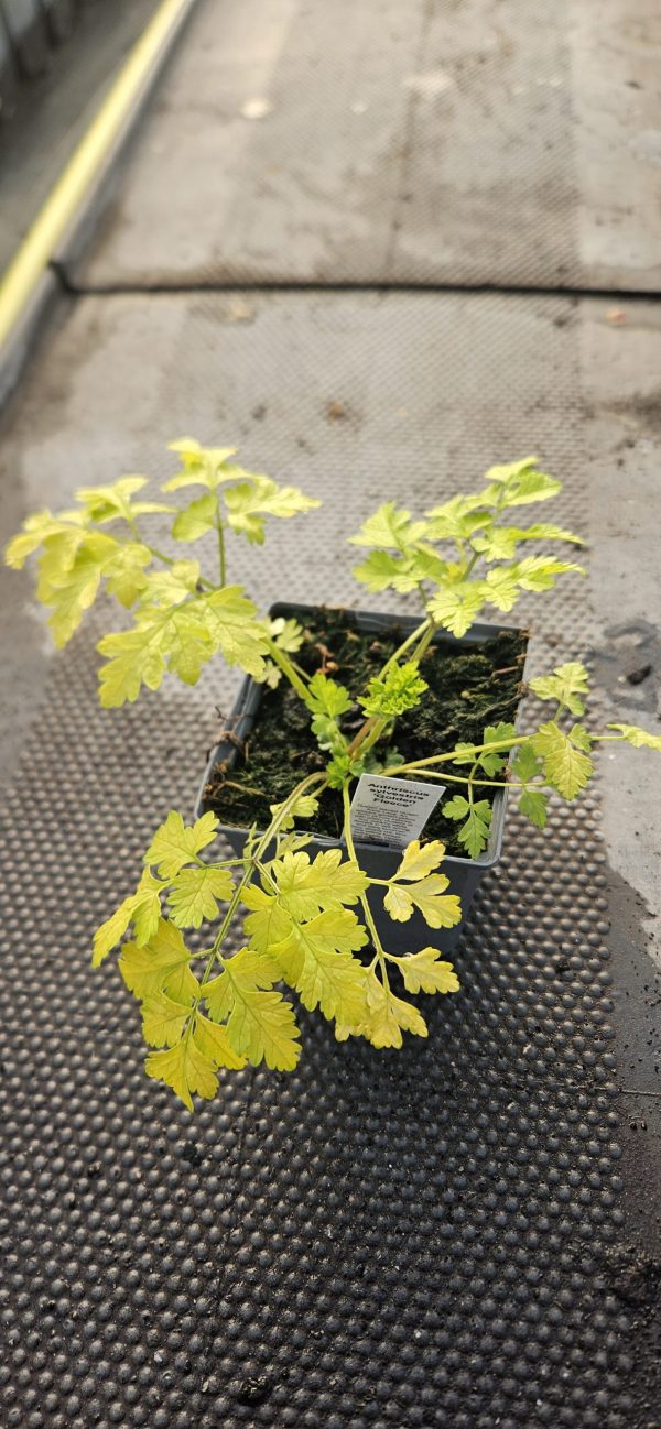 Anthriscus sylvestris 'Golden Fleece'