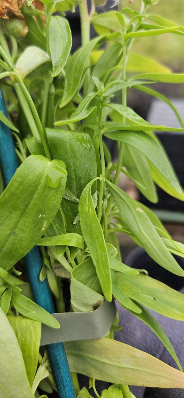 Antirrhinum majus 'Pretty in Pink'