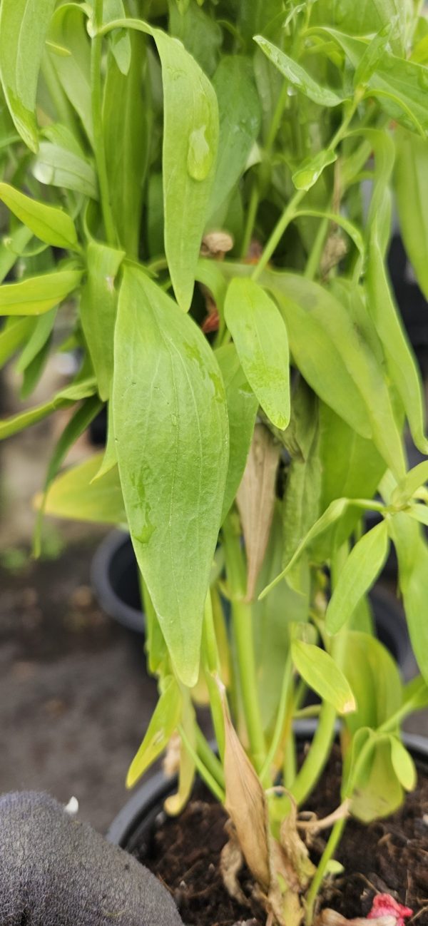 Antirrhinum majus 'Pretty in Pink'