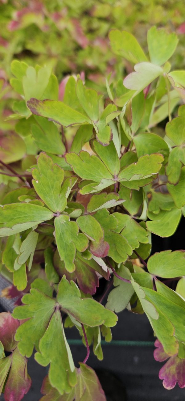 Aquilegia 'Blue Star'2 Aquilegia 'Blue Star'