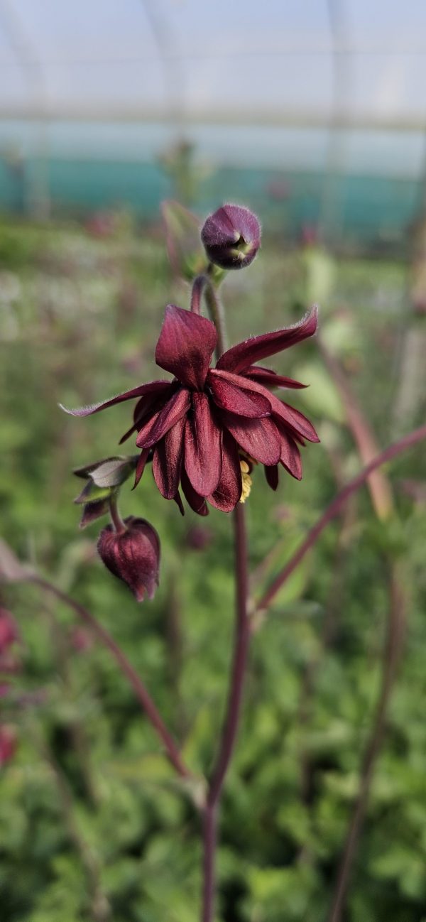 Aquilegia 'Bordeaux Barlow '
