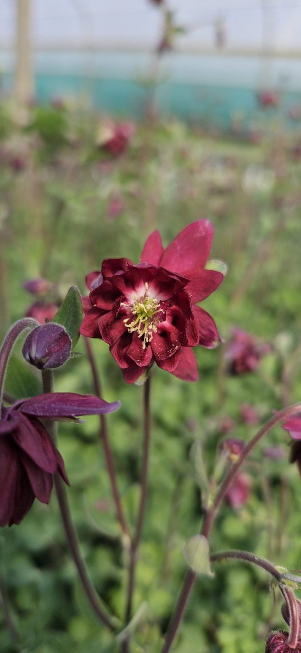 Aquilegia 'Bordeaux Barlow '