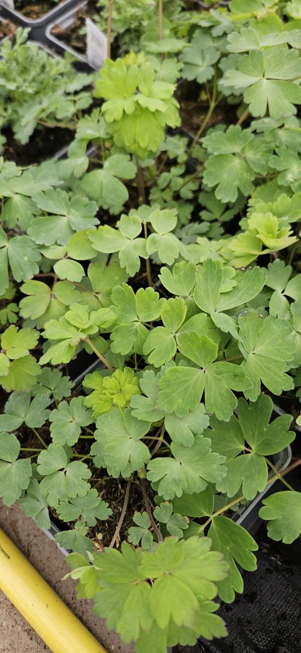 Aquilegia 'Clementine Mixed'