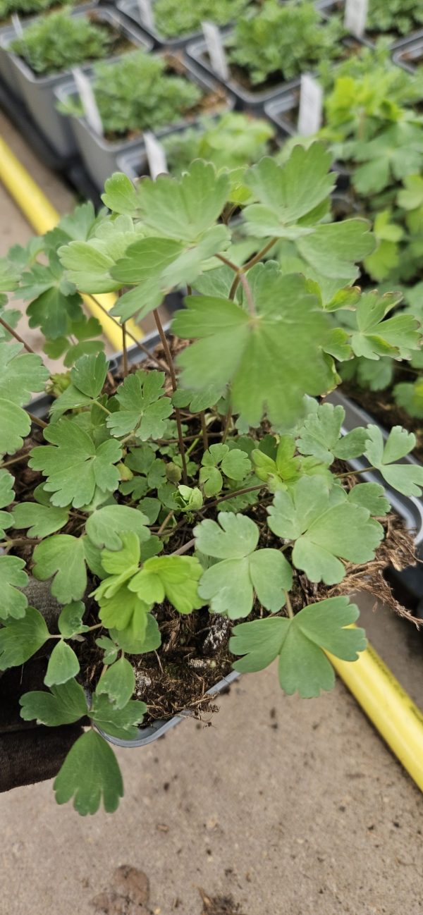 Aquilegia 'Clementine Mixed'
