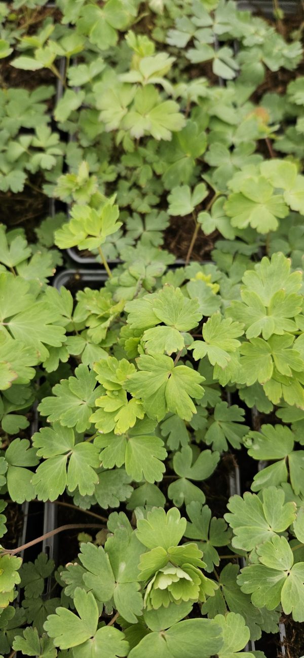 Aquilegia 'Clementine Mixed'
