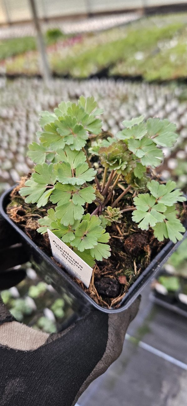 Aquilegia 'Crimson Star'
