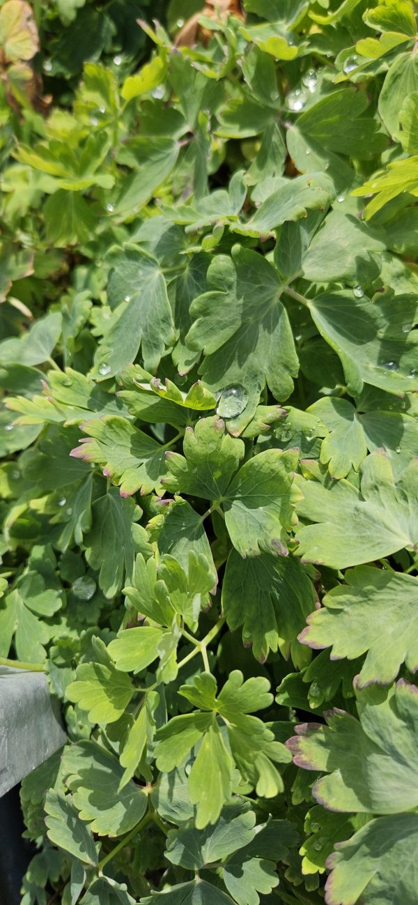 Aquilegia 'Earlybird Blue White'