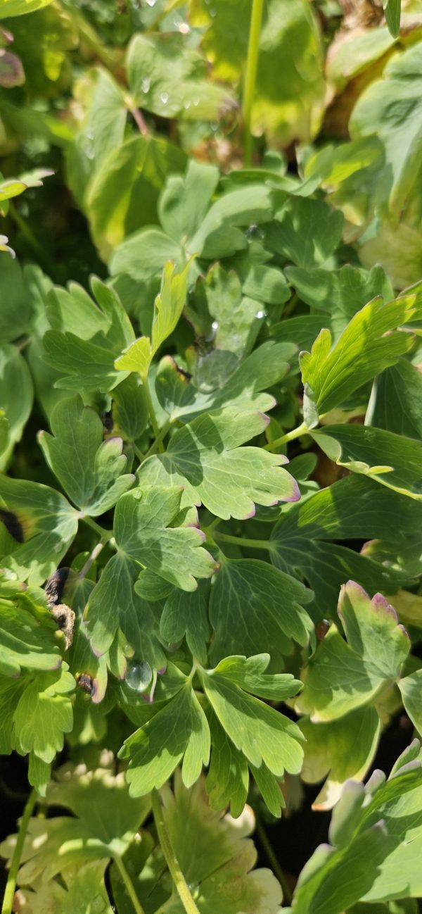 Aquilegia 'Earlybird Blue White'
