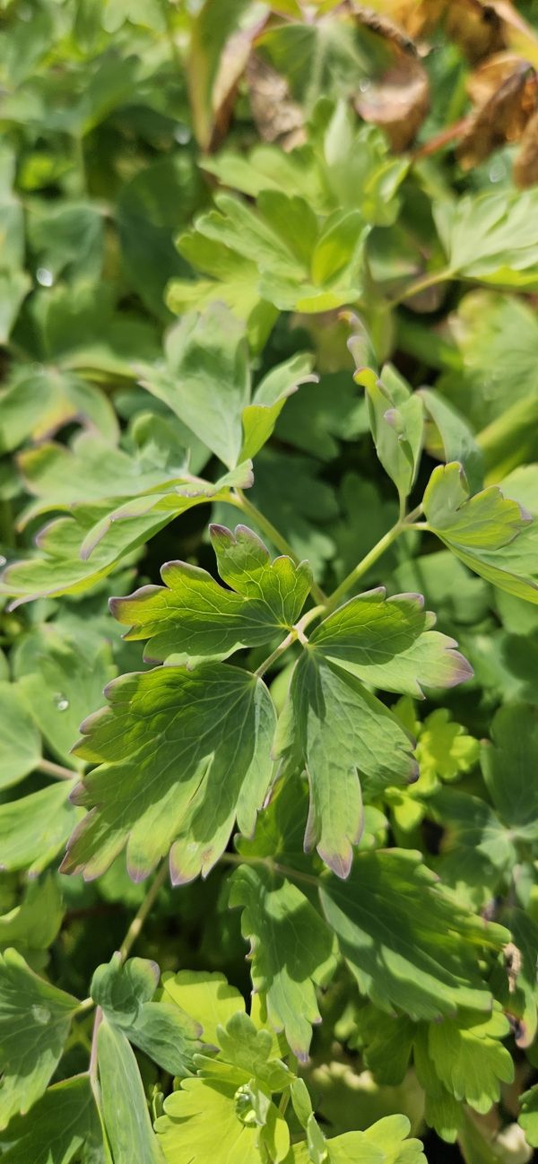 Aquilegia 'Earlybird Blue White'