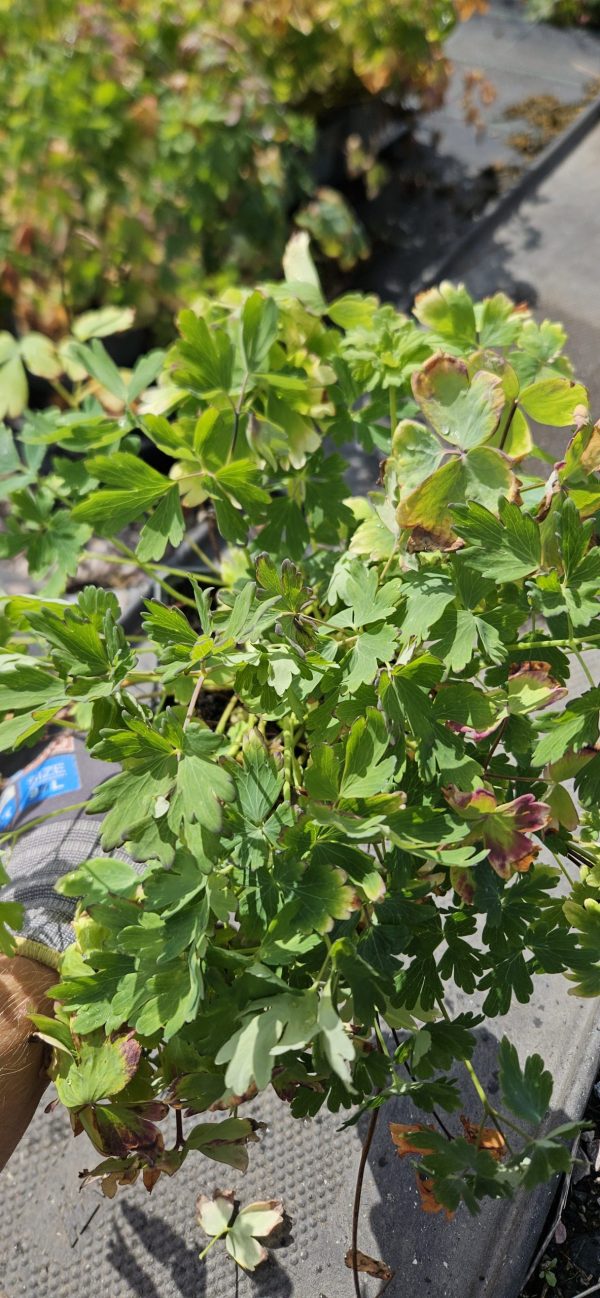 Aquilegia 'Earlybird Red White'