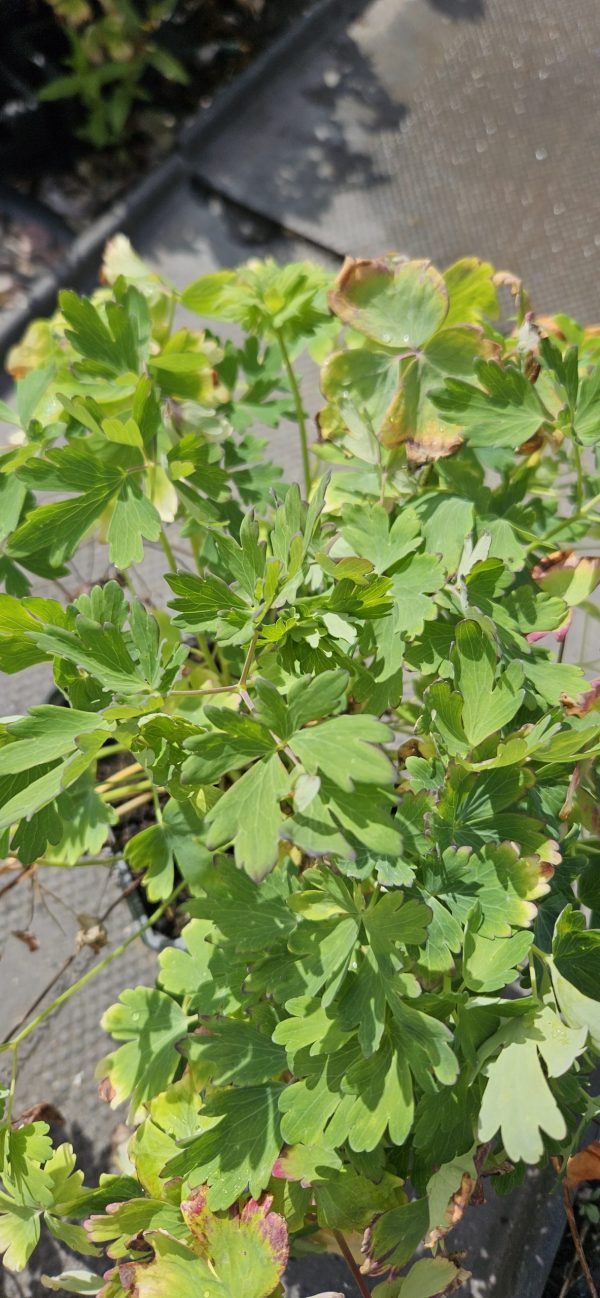 Aquilegia 'Earlybird Red White'
