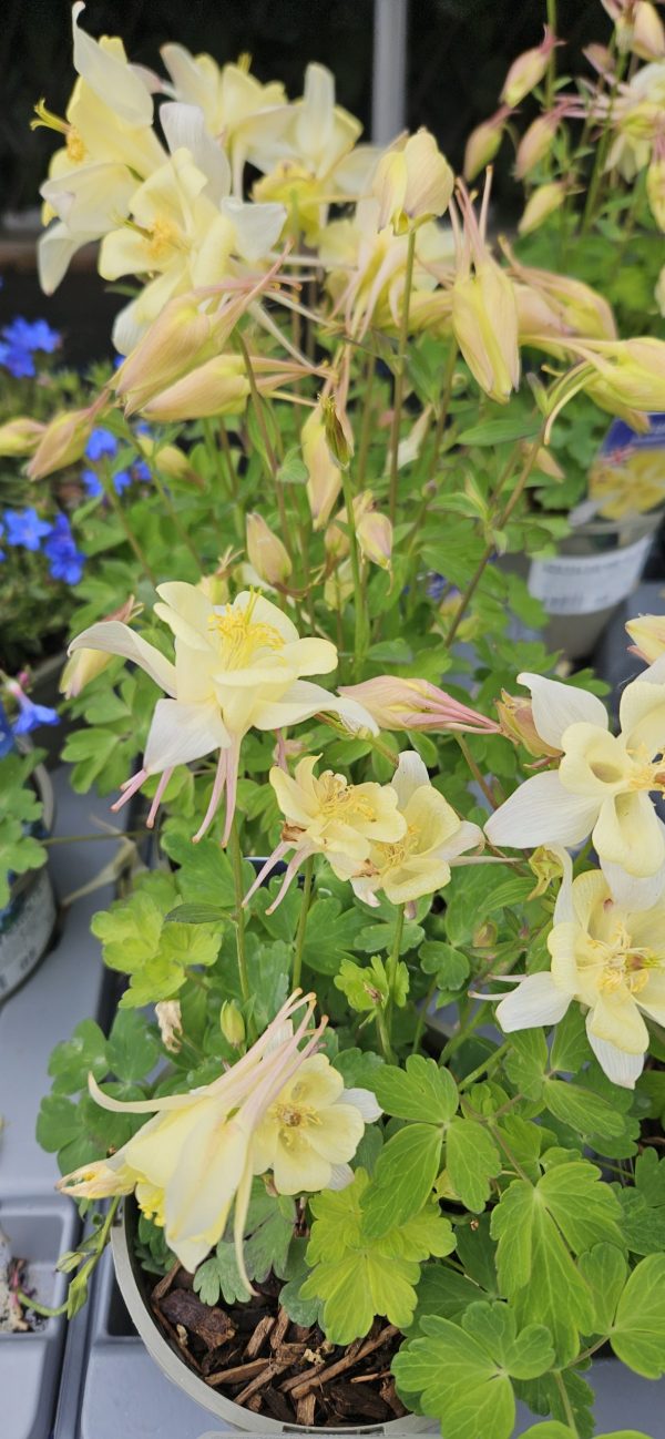 Aquilegia 'Earlybird Yellow' Aquilegia 'Earlybird Yellow'