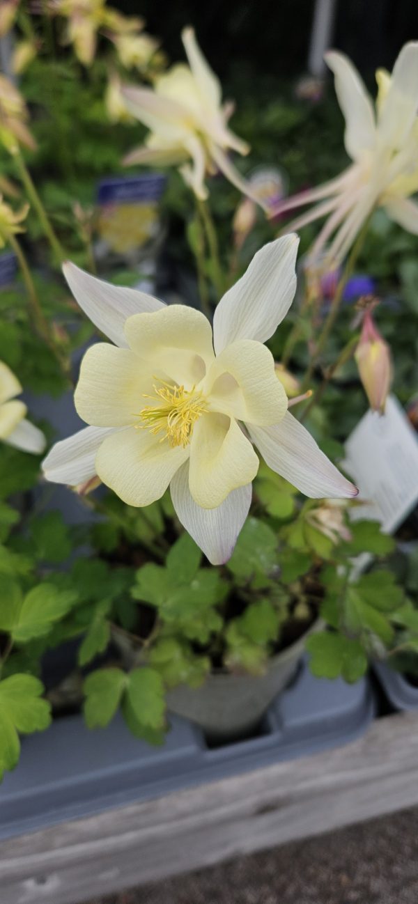 Aquilegia 'Earlybird Yellow'2 Aquilegia 'Earlybird Yellow'