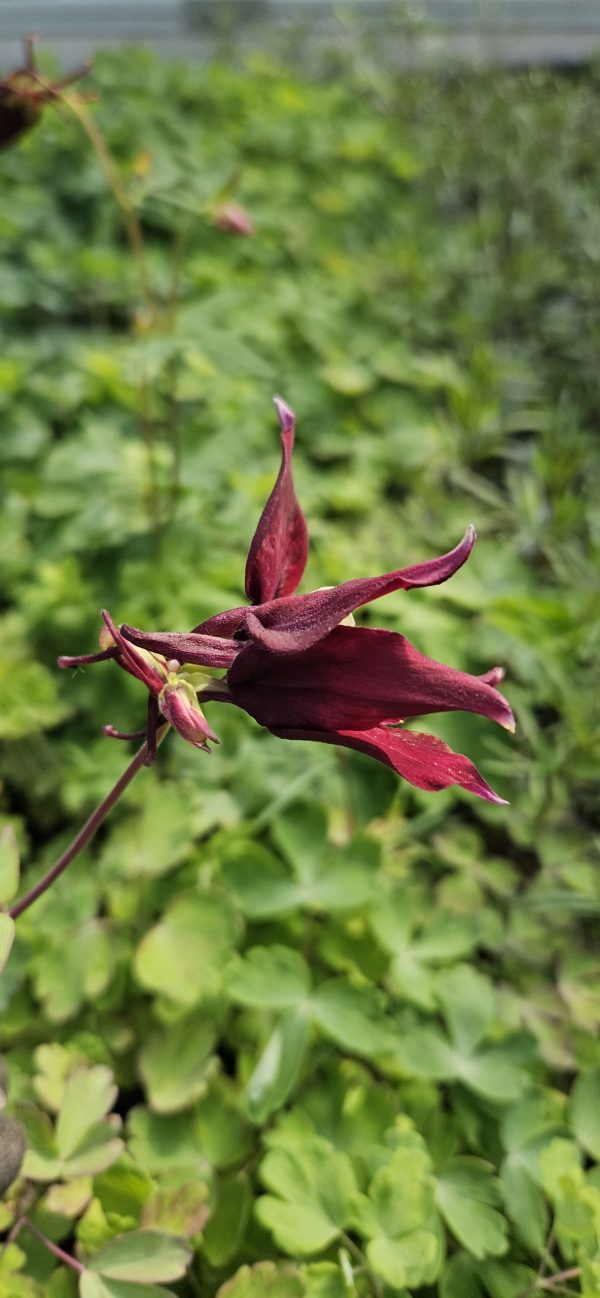 Aquilegia 'Swan Burgundy and White'3 Aquilegia 'Swan Burgundy and White'
