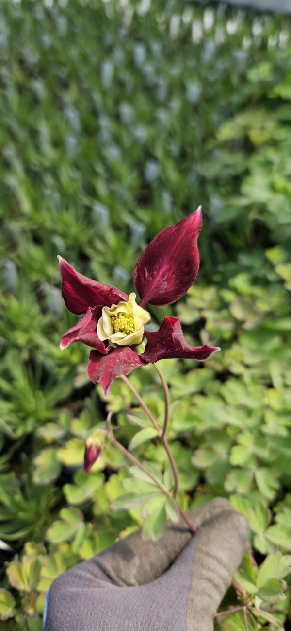 Aquilegia 'Swan Burgundy and White'4 Aquilegia 'Swan Burgundy and White'
