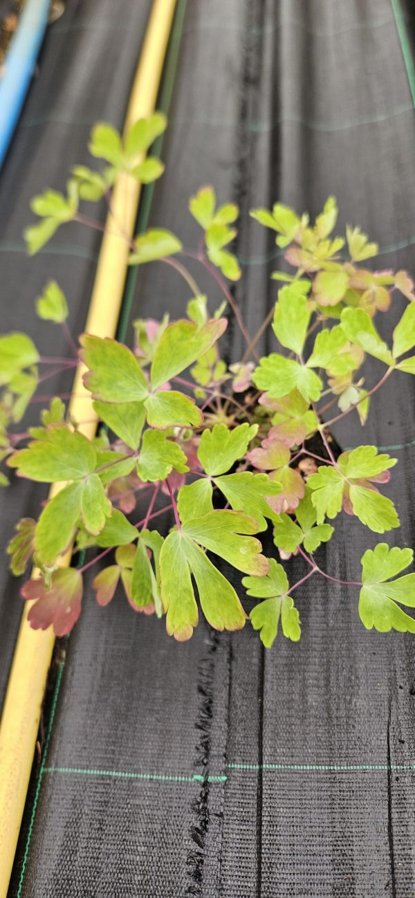 Aquilegia 'Swan Pink and Yellow'3 Aquilegia 'Swan Pink and Yellow'