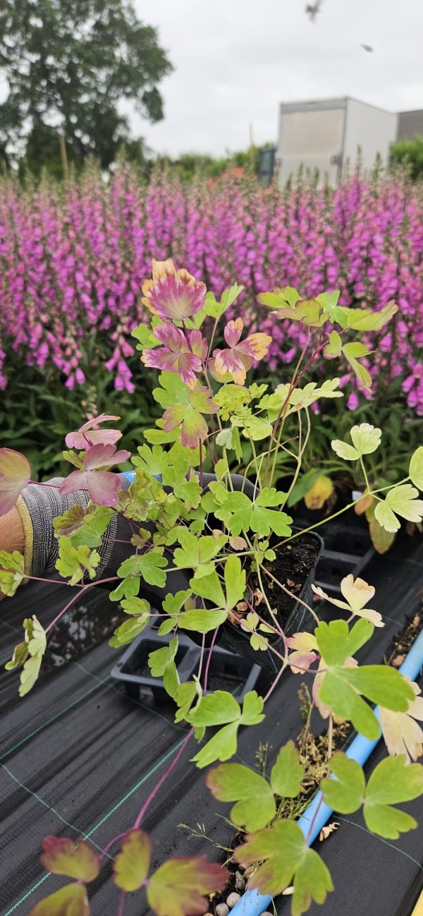Aquilegia 'Swan Red and White' Aquilegia 'Swan Red and White'