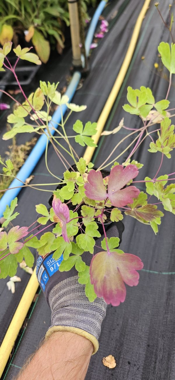 Aquilegia 'Swan Red and White'2 Aquilegia 'Swan Red and White'