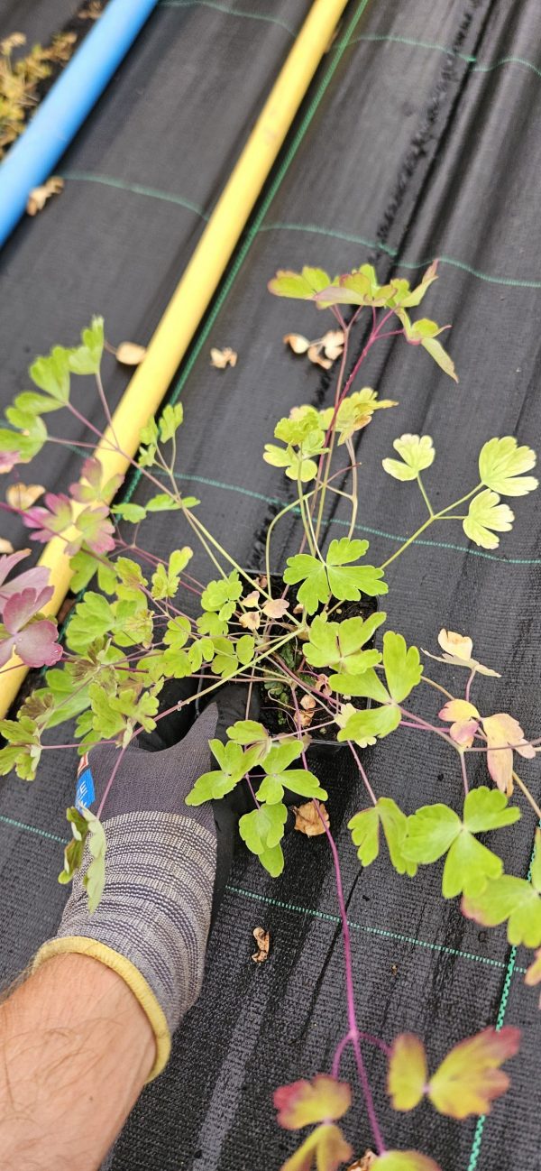 Aquilegia 'Swan Red and White'3 Aquilegia 'Swan Red and White'